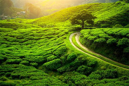 Tea plantation and lonley tree in sunset time. Nature background Stock Photo - Budget Royalty-Free & Subscription, Code: 400-08332653