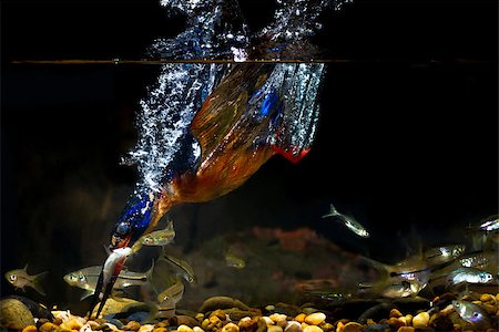 Blue-eared kingfisher(Male) Diving. Photographie de stock - Aubaine LD & Abonnement, Code: 400-08332716