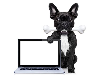 simsearch:400-06927182,k - french bulldog dog  hungry with a big bone in mouth, behind a blank pc computer laptop screen or display, isolated on white background Stockbilder - Microstock & Abonnement, Bildnummer: 400-08332726