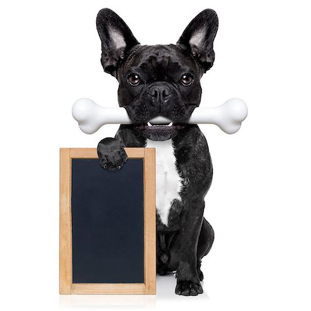 simsearch:400-06927182,k - french bulldog dog  hungry with a big bone in mouth, holding  a  blank blackboard or placard, isolated on white background Stockbilder - Microstock & Abonnement, Bildnummer: 400-08332727
