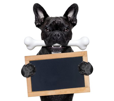simsearch:400-06927182,k - french bulldog dog  hungry with a big bone in mouth, holding  a  blank blackboard or placard, isolated on white background Stockbilder - Microstock & Abonnement, Bildnummer: 400-08332728