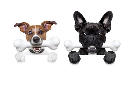 simsearch:400-06927182,k - couple of two hungry, and jealous dog side by side , behind a blank banner or wall, isolated on white background, envy in the air Stockbilder - Microstock & Abonnement, Bildnummer: 400-08332729