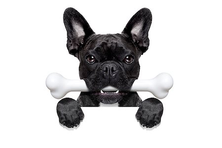 simsearch:400-06927182,k - french bulldog dog  hungry with a big bone in mouth, behind a white blank banner or placard, isolated on white background Stockbilder - Microstock & Abonnement, Bildnummer: 400-08332731