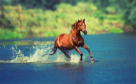 equitation - red horse is running across the blue lake Foto de stock - Super Valor sin royalties y Suscripción, Código: 400-08332822