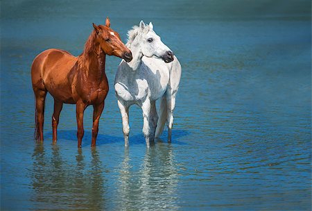 two horses are staying in the blue water Photographie de stock - Aubaine LD & Abonnement, Code: 400-08332823