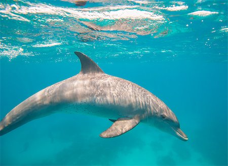 Wild bottlenose dolphin, Tursiops truncatus swimming underwater in a sandy lagoon Photographie de stock - Aubaine LD & Abonnement, Code: 400-08332846