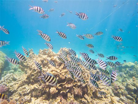 simsearch:614-03903855,k - Shoal of sergeant major damselfish Abudefduf saxatilis on a tropical coral reef Stock Photo - Budget Royalty-Free & Subscription, Code: 400-08332848