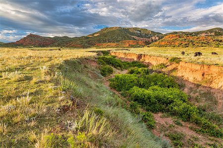 simsearch:400-07306312,k - Red Mountain Open Space in northern Colorado near Fort Collins, summer scenery at sunset with cattle Foto de stock - Super Valor sin royalties y Suscripción, Código: 400-08332885