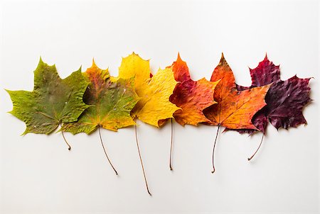 simsearch:400-04360453,k - autumn fallen maple leaves isolated on white background Foto de stock - Royalty-Free Super Valor e Assinatura, Número: 400-08332934