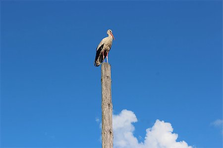 simsearch:400-08333897,k - stork standing on the telegraph-pole on the background of the blue sky Stock Photo - Budget Royalty-Free & Subscription, Code: 400-08333029