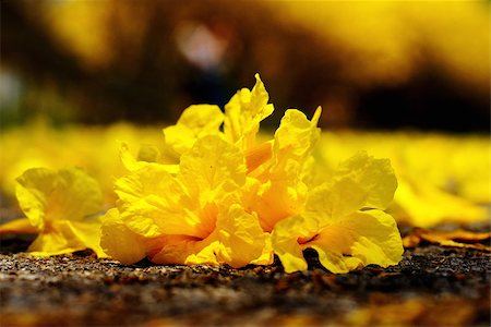 Yellow tabebuia, Trumpet flower on the ground Stock Photo - Budget Royalty-Free & Subscription, Code: 400-08333039