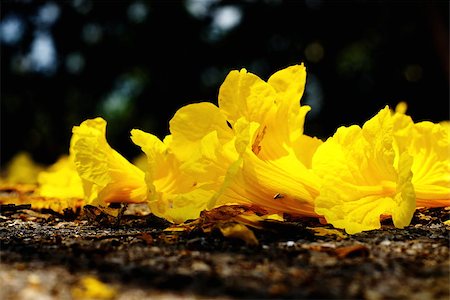 Yellow tabebuia, Trumpet flower on the ground Stock Photo - Budget Royalty-Free & Subscription, Code: 400-08333040