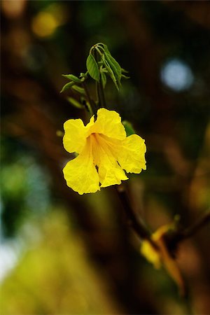 Yellow tabebuia, Trumpet flower in blurred background Stock Photo - Budget Royalty-Free & Subscription, Code: 400-08333041