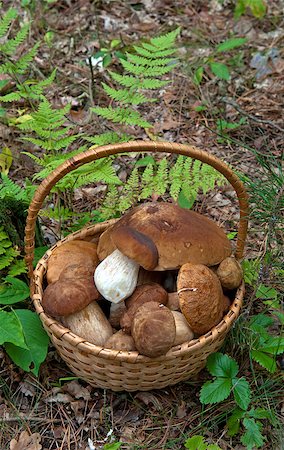 Porcini mushrooms harvest in basket against natural background. Fotografie stock - Microstock e Abbonamento, Codice: 400-08333074
