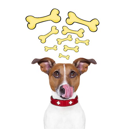 dreaming about eating - hungry jack russell dog thinking and hoping of a big bones repeating in his head, isolated on white background Foto de stock - Super Valor sin royalties y Suscripción, Código: 400-08333077