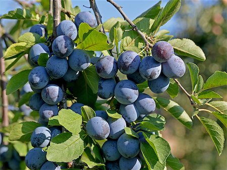 simsearch:400-07513164,k - Blue plums (Vengerka breed) on the tree, close-up. Stock Photo - Budget Royalty-Free & Subscription, Code: 400-08333072