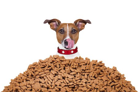 simsearch:400-07208442,k - hungry jack russell  dog behind a big mound or cluster of food , isolated on white background Stockbilder - Microstock & Abonnement, Bildnummer: 400-08333085