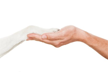 dog shake hand - dog and owner handshaking or shaking hands  in a perfect balance,  isolated on white background Stock Photo - Budget Royalty-Free & Subscription, Code: 400-08333086