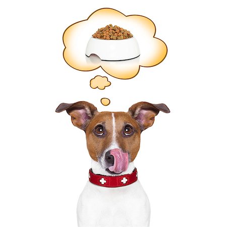 dreaming about eating - hungry jack russell dog thinking and hoping of a big food bowl, in a big speech bubble, isolated on white background Foto de stock - Super Valor sin royalties y Suscripción, Código: 400-08333081