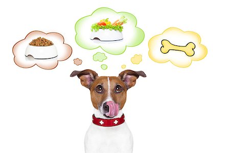 dreaming about eating - hungry jack russell dog thinking about the choice between food bowl, vegan bowl or  a big bone , in 3 speech bubbles, isolated on white background Foto de stock - Super Valor sin royalties y Suscripción, Código: 400-08333083