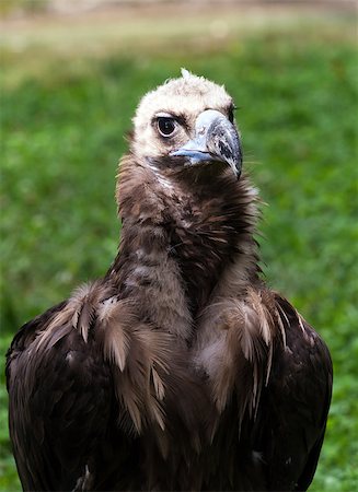 simsearch:400-07631583,k - A closeup of the head of a vulture Foto de stock - Super Valor sin royalties y Suscripción, Código: 400-08333104