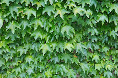 Green ivy leafs as decoration of the house. Stock Photo - Budget Royalty-Free & Subscription, Code: 400-08333122