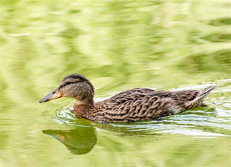 simsearch:400-06071385,k - Wild duck swimming in the still water of lake Photographie de stock - Aubaine LD & Abonnement, Code: 400-08333214