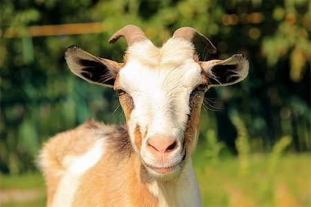 dimon044 (artist) - Goat on a background of green meadow clear day Stock Photo - Budget Royalty-Free & Subscription, Code: 400-08333217