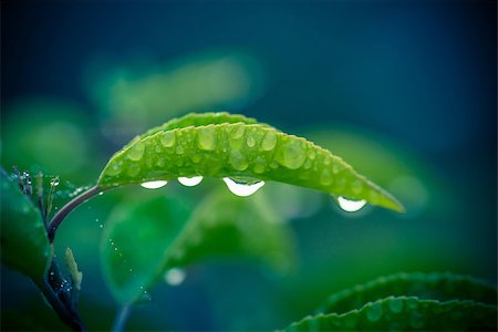 simsearch:400-09223422,k - Close-up of a green leaf with four big raindrops Foto de stock - Royalty-Free Super Valor e Assinatura, Número: 400-08333210