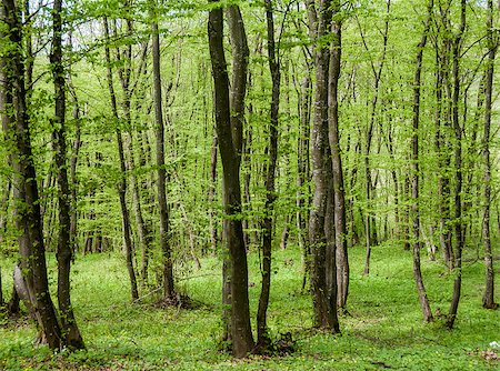 simsearch:400-08348471,k - Forest of trees with green leaves in spring Stockbilder - Microstock & Abonnement, Bildnummer: 400-08333213