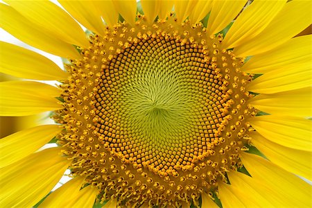 simsearch:400-05682398,k - Sunflower at close up. Stock Photo - Budget Royalty-Free & Subscription, Code: 400-08333226