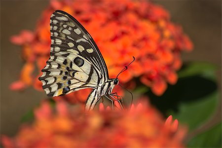 simsearch:400-08402802,k - Lime Butterfly on Orange Ixora Flower. Stockbilder - Microstock & Abonnement, Bildnummer: 400-08333221