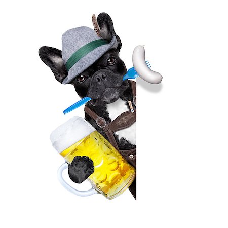 simsearch:659-01860653,k - cool bavarian german french bulldog  dog  with beer mug and sausage in mouth , behind blank empty banner or placard , isolated on white background Foto de stock - Super Valor sin royalties y Suscripción, Código: 400-08333774