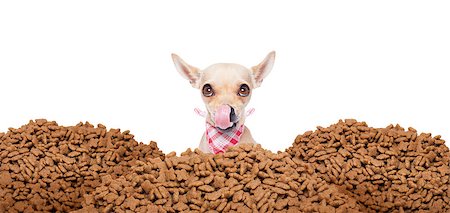 hungry chihuahua dog behind a big mound or cluster of food ,  isolated on white background Stock Photo - Budget Royalty-Free & Subscription, Code: 400-08333777