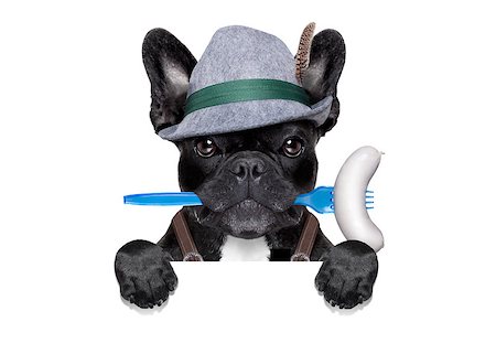 simsearch:659-01860653,k - cool bavarian oktoberfest  german french bulldog  dog  with beer mug and sausage in mouth , behind blank empty banner or placard , isolated on white background Foto de stock - Super Valor sin royalties y Suscripción, Código: 400-08333773