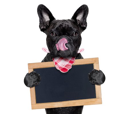 simsearch:400-06927182,k - hungry french bulldog dog  ready to eat dinner or lunch , holding  blank banner or blackboard, tongue sticking out , isolated on white background Stockbilder - Microstock & Abonnement, Bildnummer: 400-08333787