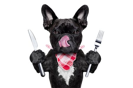 dog knife and fork - hungry french bulldog dog with tableware or utensils ready to eat dinner or lunch , tongue sticking out , isolated on white background Stock Photo - Budget Royalty-Free & Subscription, Code: 400-08333780