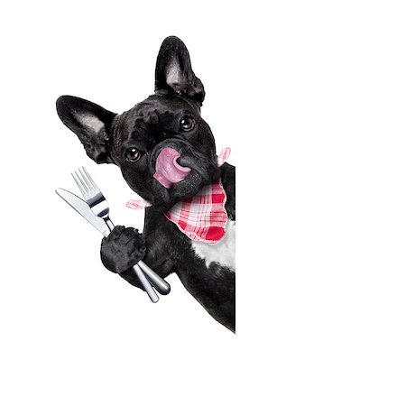 simsearch:400-06927182,k - hungry french bulldog dog with tableware or utensils ready to eat dinner or lunch , behind white blank banner or placard, tongue sticking out , isolated on white background Stockbilder - Microstock & Abonnement, Bildnummer: 400-08333781