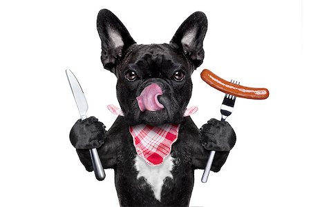 silverware dog - hungry french bulldog dog with tableware or utensils ready to eat dinner or lunch , with a sausage, tongue sticking out , isolated on white background Stock Photo - Budget Royalty-Free & Subscription, Code: 400-08333782