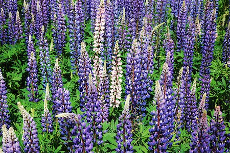 Shiny blue and pink lupines wildflowers all over Stock Photo - Budget Royalty-Free & Subscription, Code: 400-08333796
