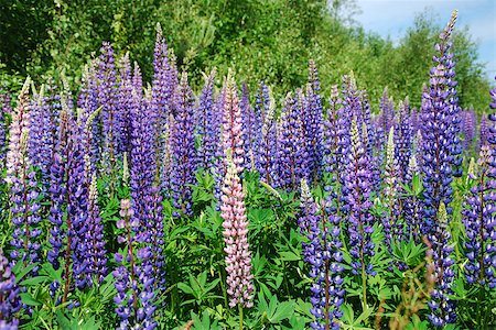 Colorful blue and pink sunlit lupines wildflowers in green surroundings Stock Photo - Budget Royalty-Free & Subscription, Code: 400-08333797