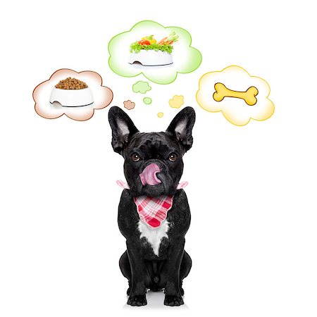 dreaming about eating - hungry  french bulldog dog thinking about the choice between food bowl, vegan bowl or  a big bone , in  speech bubbles, isolated on white background Foto de stock - Super Valor sin royalties y Suscripción, Código: 400-08333792