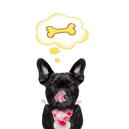 dreaming about eating - hungry french bulldog dog thinking and hoping of a big bone, in a big speech bubble, isolated on white background Foto de stock - Super Valor sin royalties y Suscripción, Código: 400-08333793