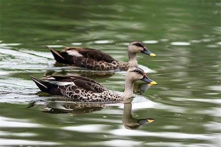 simsearch:862-07910031,k - Spot-billed duck swimming in water Foto de stock - Royalty-Free Super Valor e Assinatura, Número: 400-08333984