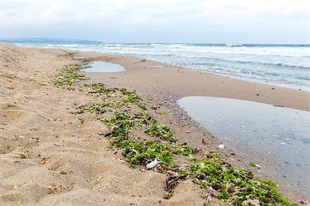 simsearch:614-02073306,k - Environmental issue - muddied seashore ocean, natural mud and algae stick to the shore Foto de stock - Super Valor sin royalties y Suscripción, Código: 400-08333986