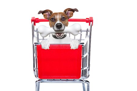 simsearch:400-08151278,k - jack russell dog inside a shopping cart trolley , behind  a blank  empty banner or placard, with a bone in mouth , isolated on white background Photographie de stock - Aubaine LD & Abonnement, Code: 400-08333997