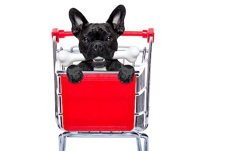 simsearch:400-08151278,k - french bulldog dog inside a shopping cart trolley , behind  a blank  empty banner or placard, with a bone in mouth , isolated on white background Photographie de stock - Aubaine LD & Abonnement, Code: 400-08333998