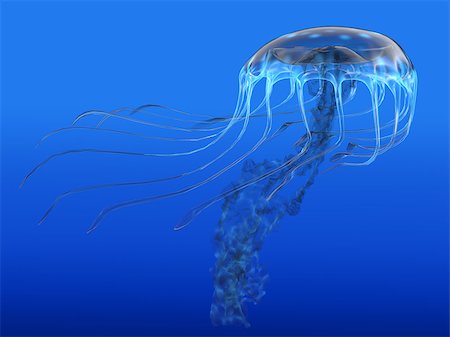 simsearch:400-07981817,k - The jellyfish is a predator of the oceans and feeds on small fish and zooplankton. Stockbilder - Microstock & Abonnement, Bildnummer: 400-08344094