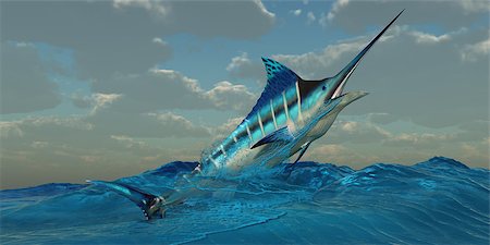 simsearch:400-07578285,k - The Blue Marlin is a predator and is a favorite game fish with deep sea anglers. Fotografie stock - Microstock e Abbonamento, Codice: 400-08344093