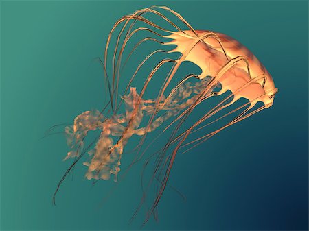 simsearch:400-07981817,k - The Chrysaora Sea Nettle jellyfish is a predator of the oceans and feeds on small fish and zooplankton. Stockbilder - Microstock & Abonnement, Bildnummer: 400-08344136